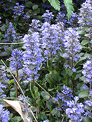 Blue Bugleweed (Ajuga genevensis) at Lurvey Garden Center