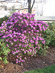P.J.M. Regal Rhododendron (Rhododendron 'P.J.M. Regal') at Lurvey Garden Center
