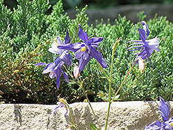Blue Star Columbine (Aquilegia caerulea 'Blue Star') at Lurvey Garden Center