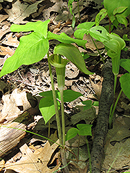 Green Japanese Jack-In-The-Pulpit (Arisaema triphyllum 'ssp. triphyllum') at Lurvey Garden Center