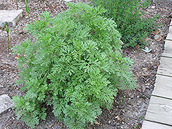 Absinthe (Artemisia absinthium) at Lurvey Garden Center