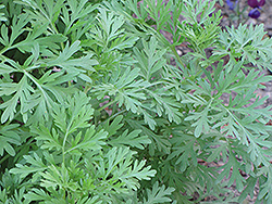 Absinthe (Artemisia absinthium) at Lurvey Garden Center