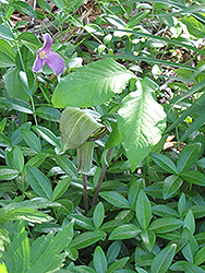 Hybrid Jack-In-The-Pulpit (Arisaema x triphyllum) at Lurvey Garden Center