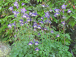 Blue Butterflies Columbine (Aquilegia 'Blue Butterflies') at Lurvey Garden Center
