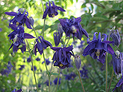 Double Violet Blue Columbine (Aquilegia vulgaris 'Double Violet Blue') at Lurvey Garden Center