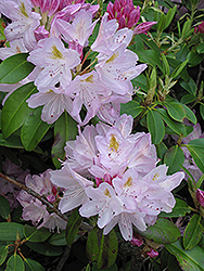 Album Elegans Catawba Rhododendron (Rhododendron catawbiense 'Album Elegans') at Lurvey Garden Center
