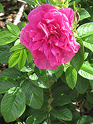 Hansa Rose (Rosa 'Hansa') at Lurvey Garden Center