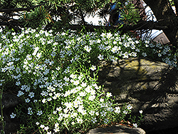 Mountain Sandwort (Arenaria montana) at Lurvey Garden Center
