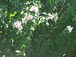Morning Star Rose of Sharon (Hibiscus syriacus 'Morning Star') at Lurvey Garden Center