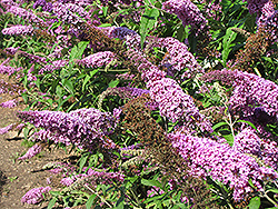 Ile de France Butterfly Bush (Buddleia davidii 'Ile de France') at Lurvey Garden Center