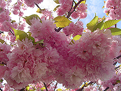 Kwanzan Flowering Cherry (Prunus serrulata 'Kwanzan') at Lurvey Garden Center