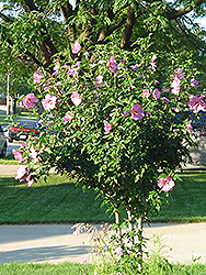 Aphrodite Rose of Sharon (Hibiscus syriacus 'Aphrodite') at Lurvey Garden Center