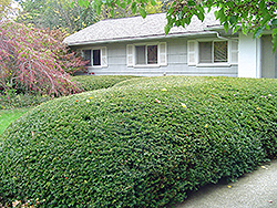 Ward's Yew (Taxus x media 'Wardii') at Lurvey Garden Center
