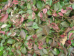 Purpleleaf Wintercreeper (Euonymus fortunei 'Coloratus') at Lurvey Garden Center