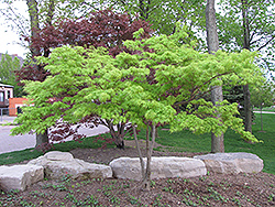 Kagiri Nishiki Japanese Maple (Acer palmatum 'Kagiri Nishiki') at Lurvey Garden Center