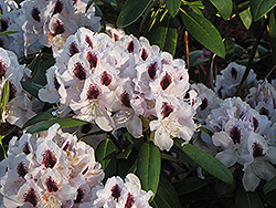 Calsap Rhododendron (Rhododendron 'Calsap') at Lurvey Garden Center