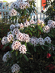 Calsap Rhododendron (Rhododendron 'Calsap') at Lurvey Garden Center