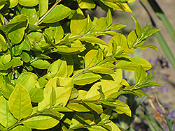 Golden Privet (Ligustrum x vicaryi) at Lurvey Garden Center
