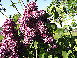 Monge Lilac (Syringa vulgaris 'Monge') at Lurvey Garden Center