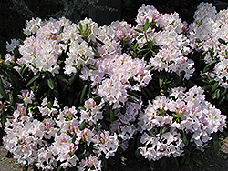 White Catawba Rhododendron (Rhododendron catawbiense 'Album') at Lurvey Garden Center