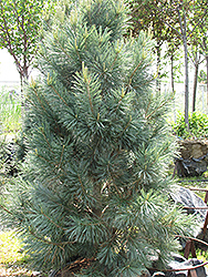 Vanderwolf's Pyramid Pine (Pinus flexilis 'Vanderwolf's Pyramid') at Lurvey Garden Center