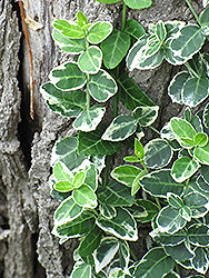 Emerald Gaiety Wintercreeper (Euonymus fortunei 'Emerald Gaiety') at Lurvey Garden Center