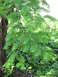 Dawn Redwood (Metasequoia glyptostroboides) at Lurvey Garden Center