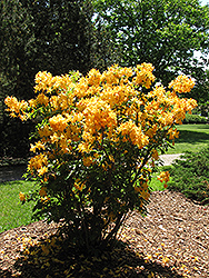 Golden Lights Azalea (Rhododendron 'Golden Lights') at Lurvey Garden Center