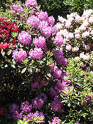 Boursault Rhododendron (Rhododendron catawbiense 'Boursault') at Lurvey Garden Center