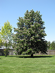 Baumann Horse Chestnut (Aesculus hippocastanum 'Baumannii') at Lurvey Garden Center