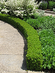 Green Velvet Boxwood (Buxus 'Green Velvet') at Lurvey Garden Center