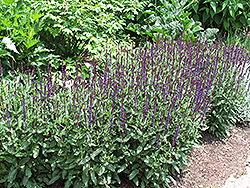 Caradonna Sage (Salvia x sylvestris 'Caradonna') at Lurvey Garden Center