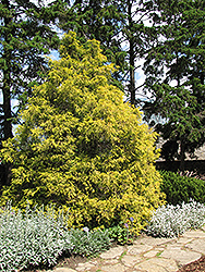 Golden Threadleaf Falsecypress (Chamaecyparis pisifera 'Filifera Aurea') at Lurvey Garden Center