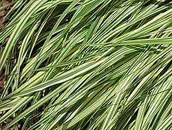 Variegated Moor Grass (Molinia caerulea 'Variegata') at Lurvey Garden Center