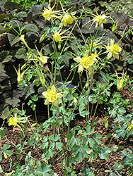Yellow Queen Columbine (Aquilegia chrysantha 'Yellow Queen') at Lurvey Garden Center