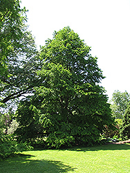 Katsura Tree (Cercidiphyllum japonicum) at Lurvey Garden Center
