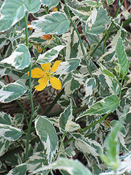 Picta Japanese Kerria (Kerria japonica 'Picta') at Lurvey Garden Center