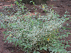 Picta Japanese Kerria (Kerria japonica 'Picta') at Lurvey Garden Center