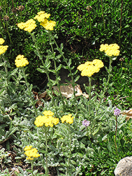 Wooly Yarrow (Achillea tomentosa) at Lurvey Garden Center