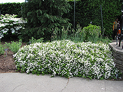 Nikko Deutzia (Deutzia gracilis 'Nikko') at Lurvey Garden Center