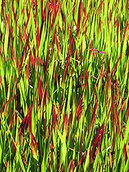 Red Baron Japanese Blood Grass (Imperata cylindrica 'Red Baron') at Lurvey Garden Center