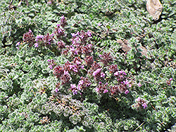 Wooly Thyme (Thymus pseudolanuginosis) at Lurvey Garden Center