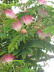 E.H. Wilson Mimosa (Albizia julibrissin 'E.H. Wilson') at Lurvey Garden Center