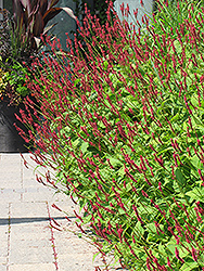 Fire Tail Fleeceflower (Persicaria amplexicaulis 'Fire Tail') at Lurvey Garden Center