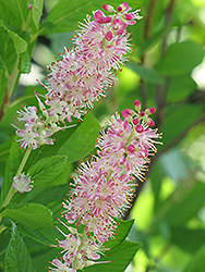 Ruby Spice Summersweet (Clethra alnifolia 'Ruby Spice') at Lurvey Garden Center