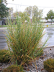 Porcupine Grass (Miscanthus sinensis 'Strictus') at Lurvey Garden Center