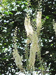 Mountain Bugbane (Actaea podocarpa) at Lurvey Garden Center