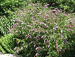 Petite Plum Butterfly Bush (Buddleia davidii 'Petite Plum') at Lurvey Garden Center