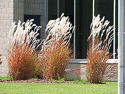 Flame Grass (Miscanthus sinensis 'Purpurascens') at Lurvey Garden Center