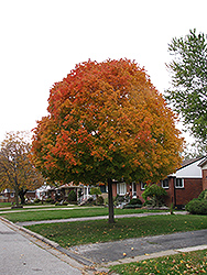 Autumn Radiance Red Maple (Acer rubrum 'Autumn Radiance') at Lurvey Garden Center